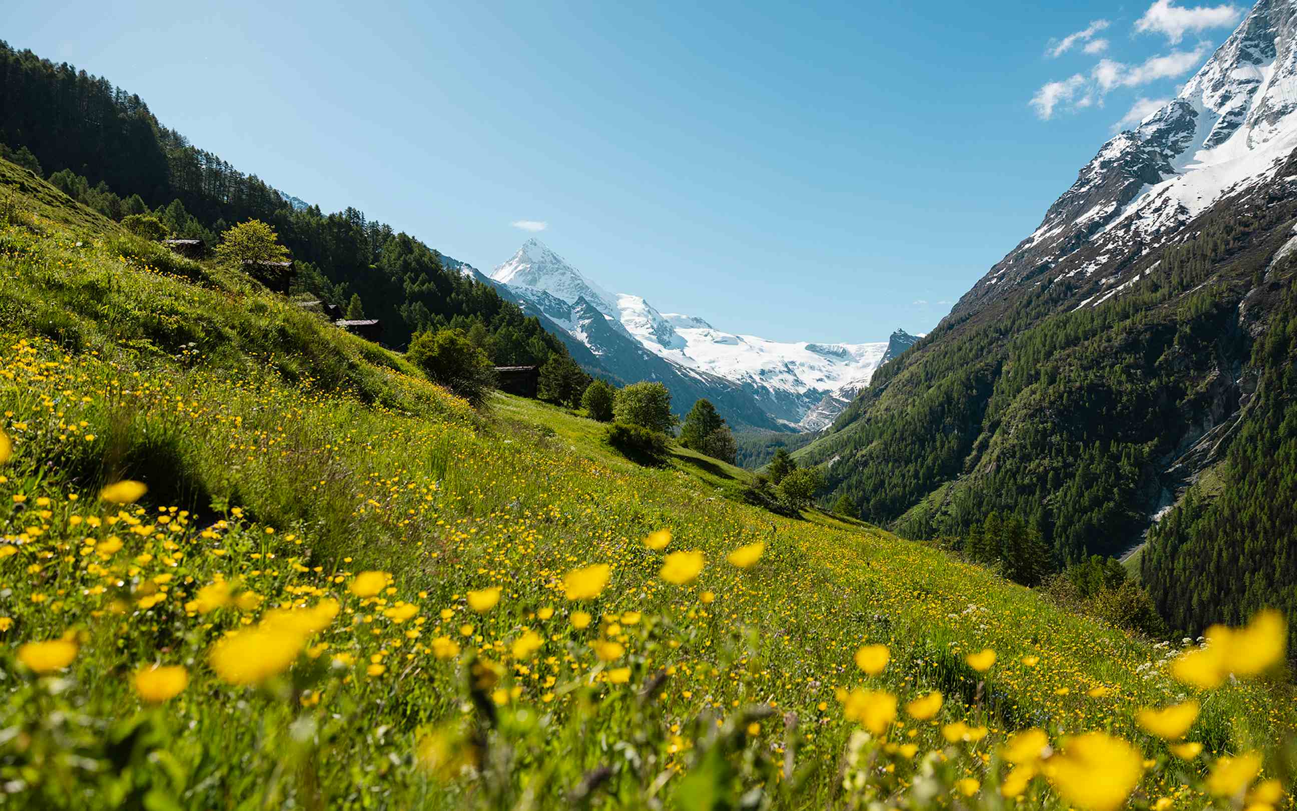 Jardin d'herbes aromatiques Zermatt Été